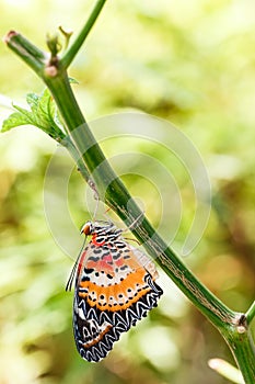 Male Leopard lacewing & x28;Cethosia cyane euanthes& x29; butterfly hangin