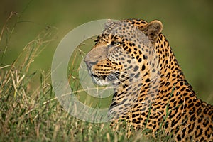 Male leopard lies poking head above grass