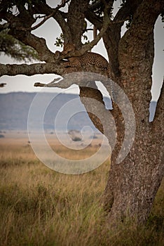 Male leopard lies sleepily on tree branch