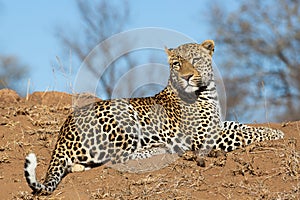 Male leopard on a mound