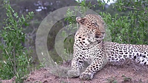 Male leopard on a mound looking around