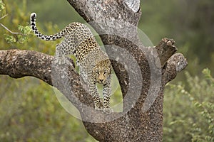 Male Leopard (Panthera pardus) South Africa