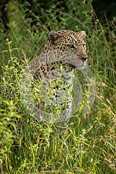 Male leopard sits in bushes facing right