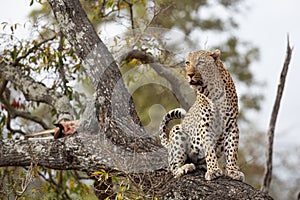 A male leopard sits close to his kill in a tree