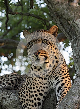 Male leopard sitting on a tree, Masaimara, Africa