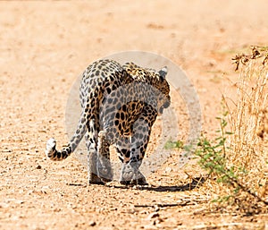 Male Leopard Walking Away
