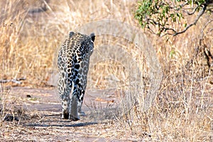 Male leopard walking away in Krueger National Park in South Africa photo
