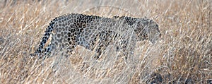 Male leopard walking in the wild in South Africa