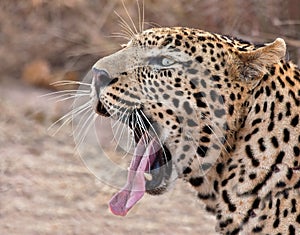 Male leopard yawning