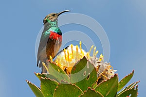 Male lesser double collared sunbird