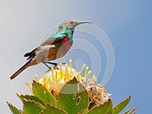 Male lesser double collared sunbird