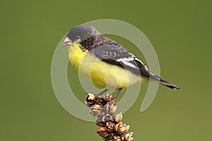 Male Lesser Goldfinch (Carduelis psaltria)