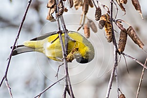 Male Lesser Goldfinch Spinus psaltria