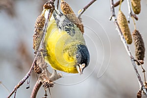 Male Lesser Goldfinch Spinus psaltria