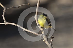 Male Lesser Goldfinch with sun glint in eye