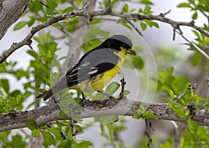 Male lesser goldfinch on a tree branch in La Lomita Bird & Wildlife Photography Ranch in Uvalde, Texas.