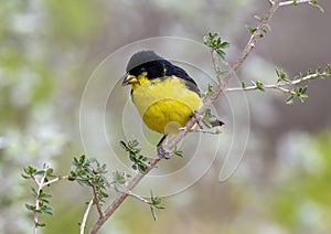 Male lesser goldfinch on a tree branch in La Lomita Bird & Wildlife Photography Ranch in Uvalde, Texas.
