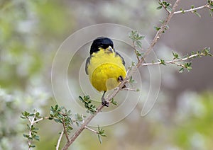 Male lesser goldfinch on a tree branch in La Lomita Bird & Wildlife Photography Ranch in Uvalde, Texas.