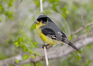 Male lesser goldfinch on a tree branch in La Lomita Bird & Wildlife Photography Ranch in Uvalde, Texas.