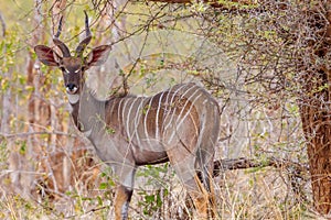Male Lesser Kudu In Wild photo