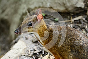 Male Lesser Mouse-deer