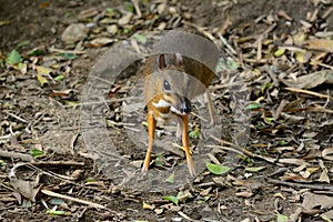 Male Lesser Mouse-deer