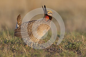 Male Lesser prairie chicken