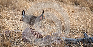 Male Lesser Prairie-Chicken on Booming Grounds