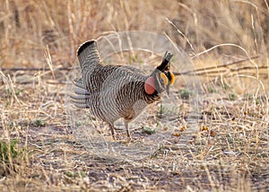 Male Lesser Prairie-Chicken on Booming Grounds