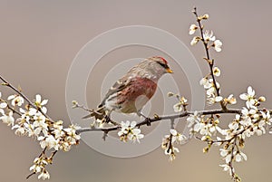 Male Lesser Redpoll photo