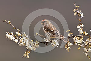 Male Lesser Redpoll photo