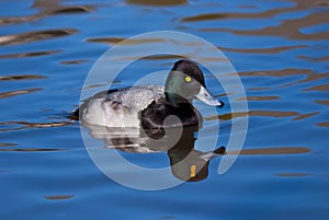 Male Lesser Scaup (Aythya affinis) duck