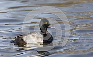 Male Lesser scaup duck