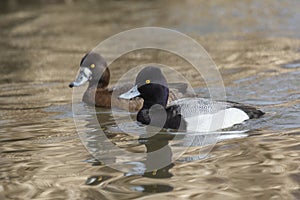 Male Lesser scaup duck