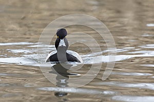 Male Lesser scaup duck