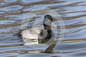 Male Lesser scaup duck