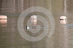 Male Lesser Scaup Duck Swimming