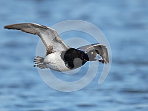 A Male Lesser Scaup in flight