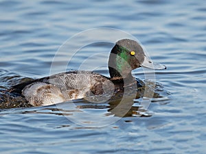 A Male Lesser Scaup floating in the River