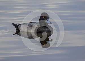 Lesser Scaup Swimming in the Choptank River photo