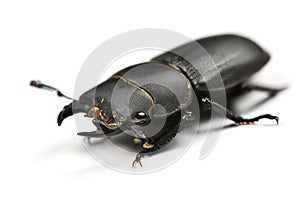 Male lesser stag beetle, Dorcus parallelipipedus photo
