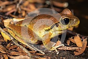 Lesueur`s Tree Frog