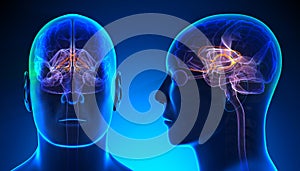 Male Limbic System Brain Anatomy - blue concept