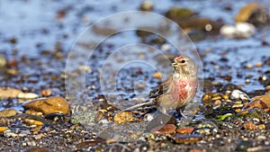 Male linnet