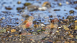 Male linnet