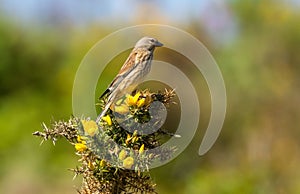 Male linnet perched on a gorse bush