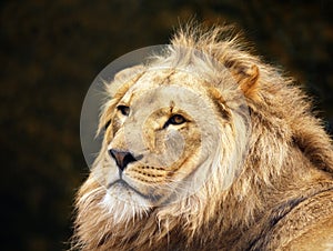 Male Lion