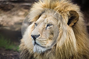 Male lion