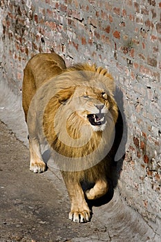 Male lion