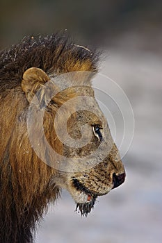 Male Lion